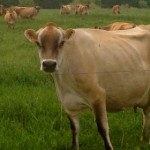 Kilgus Farm Cow