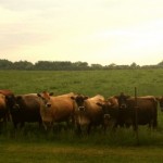 Kilgus Farm Cows