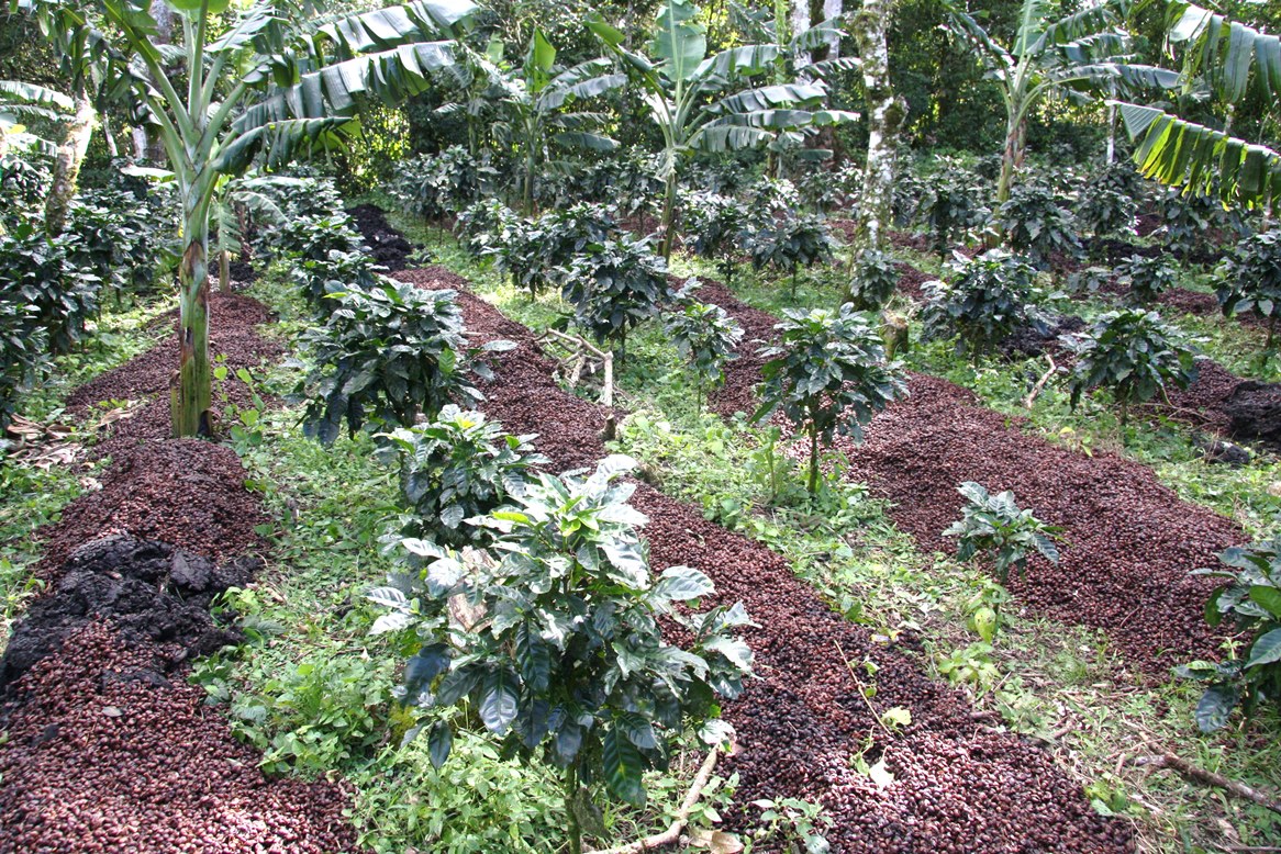 Coffee Hound Partners with Gold Mountain Coffee Growers