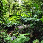 Nicaragua Gold Mountain Coffee Rainforest