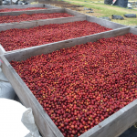 Nicaragua Coffee Natural Process