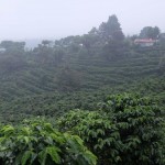 Costa Rica Finca Coffee